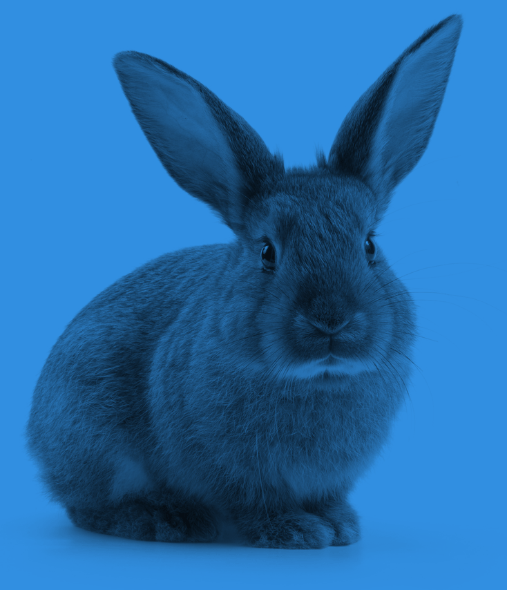 rabbit-blue-01